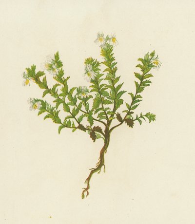 Almindelig øjentrøst, Euphrasia officinalis (farvelitografi) af English School