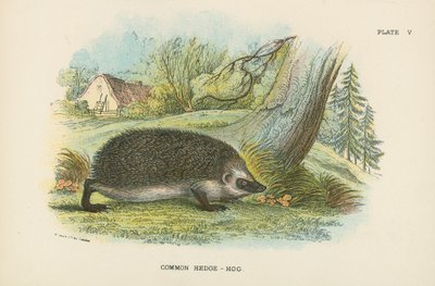 Almindelig hækhøg af English School