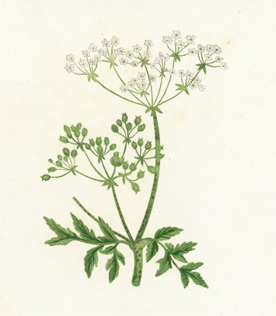 Almindelig hæmoride, Conium Maculatum af English School