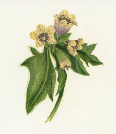 Almindelig Hønseurt, Hyoscyamus Niger af English School