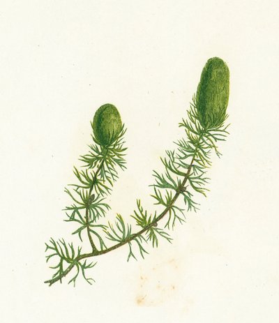 Almindelig hornblad, Ceratophyllum Demersum af English School