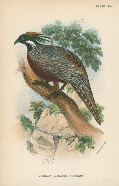 Almindelig Koklass Fasan af English School
