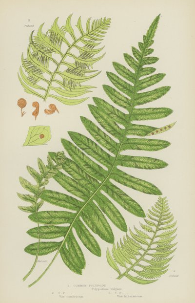 Almindelig polypody (farvelitografi) af English School