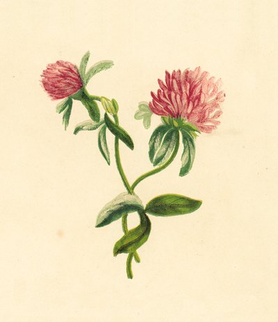 Almindelig lilla trefoil, Trifolium Pratense af English School