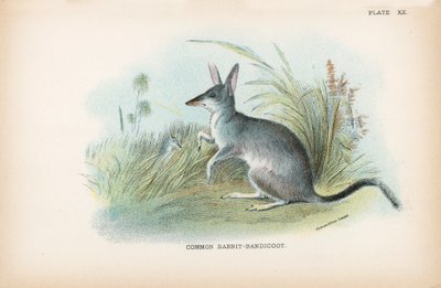 Almindelig kanin-bandicoot af English School