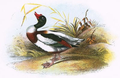 Almindelig Shelduck af English School