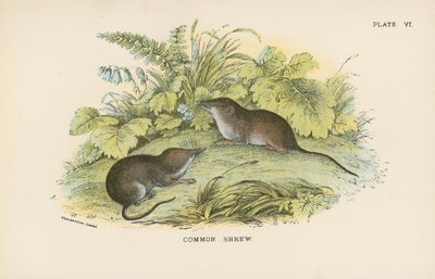 Almindelig Spidsmus af English School