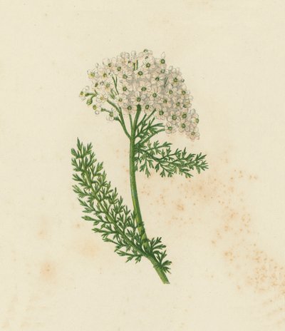 Almindelig røllike eller milfoil, Achillea Millefolium (farve litho) af English School