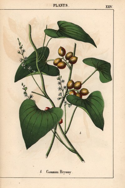 Almindelig Bryony med gyldne bær. Bryonia Alba   , fra "Den lærerige billedbog eller lektioner fra grøntsagens verden", [Charlotte Mary Yonge], Edinburgh af English School