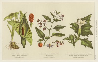 Almindelige giftige planter (gravering) af English School