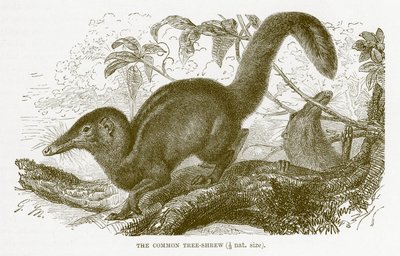 Almindelig træskær, illustration fra Den Kongelige Naturhistorie af English School