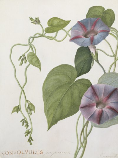 Convolvulus Purpurus (wc på vellum) af English School