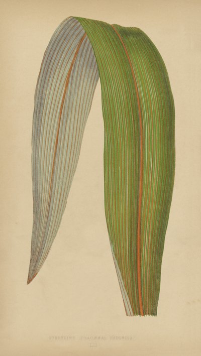 Cordyline (Dracaena) Udelt af English School