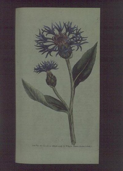Kornblomst (Centaurea montana), tallerken 77 fra William Curtis