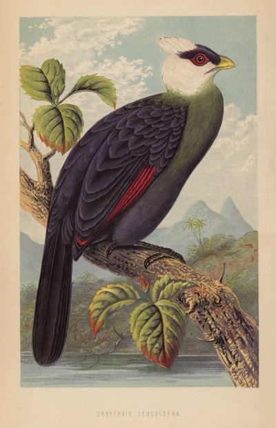 Corythaix Leucolopha (litho) af English School