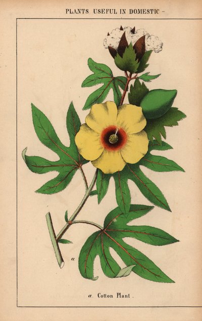 Bomuldsplante, med gul blomst og hvid bomuldsbolle.  , fra "The Instructive Picturebook, or Lessons from the Vegetable World," [Charlotte Mary Yonge], Edinburgh af English School