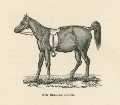 Cow-Bellied Horse (gravering) af English School