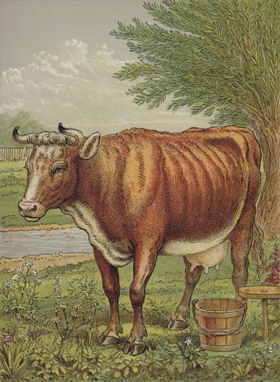 Ko af English School