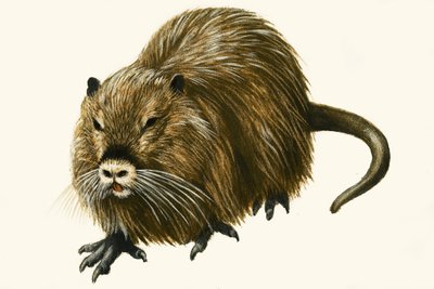 Coypu af English School