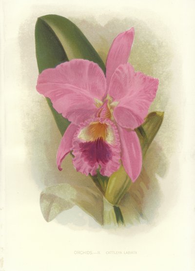 Crimson Cattleya af English School