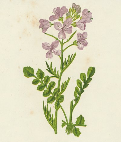 Gøgeurt, Cardamine Pratensis (farvelitografi) af English School
