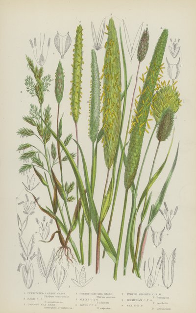 Kultiveret kanariegræs, rørkanariegræs, almindelig havrør, almindelig kattehalegræs (farve litho) af English School