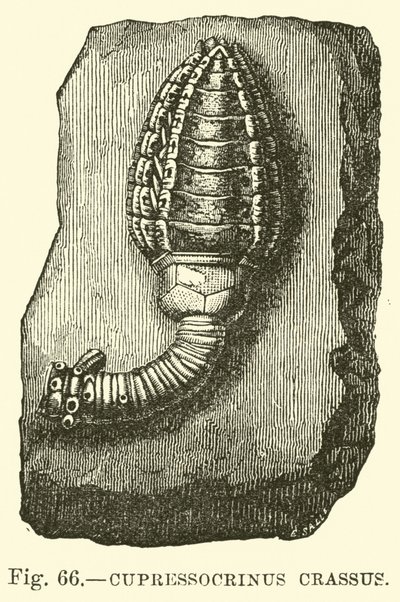 Cupressocrinus crassus  af English School