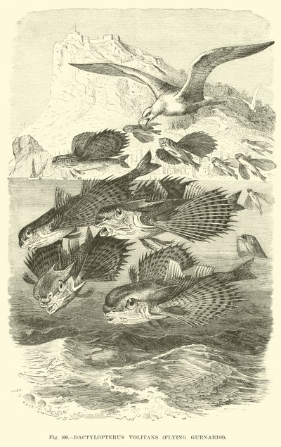 Dactylopterus Volitans, Flying Gurnards  af English School