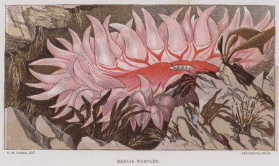 Dahlia Wartlet (farvelitografi) af English School