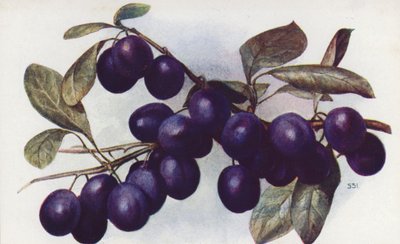 Damson, "The Merryweather" (farvelitografi) af English School