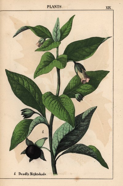 Dødelig natskygge   , fra "The Instructive Picturebook, or Lessons from the Vegetable World," [Charlotte Mary Yonge], Edinburgh af English School