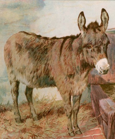 Kære gamle Neddy af English School