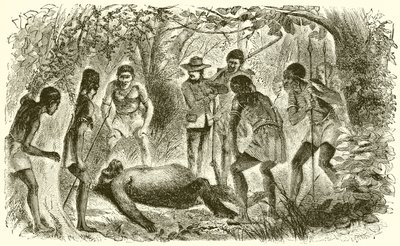 Du Chaillus første gorillas død af English School