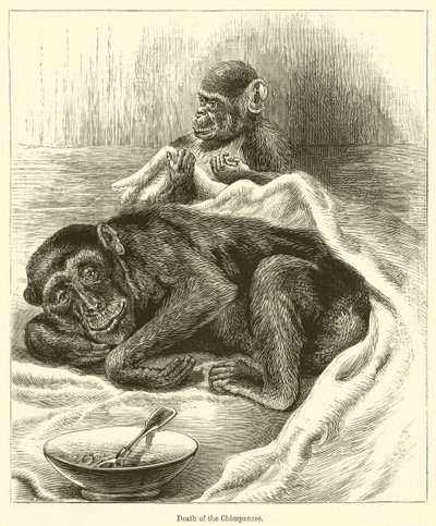 Chimpansens død (gravering) af English School