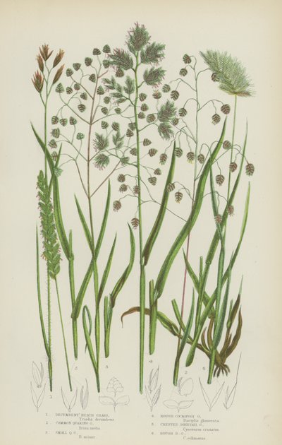 Decumbent Heath Grass, almindeligt skælvende græs, små skælvende græs, groft hanefodsgræs (farve litho) af English School