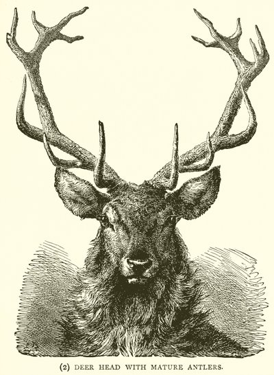 Hjortehoved med modent gevir af English School