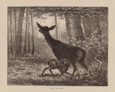 Hjort og krondyr (gravering) af English School