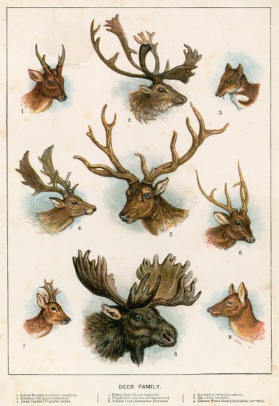 Hjortefamilien af English School