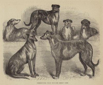 Deerhounds fra Windsor Great Park (gravering) af English School