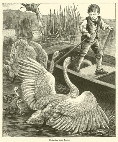 Defending their Young (gravering) af English School