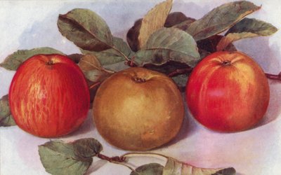 Dessertæbler (farve litho) af English School