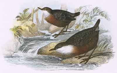 Dipper af English School