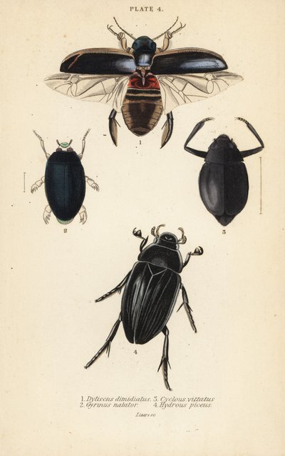Dykkerbille, Dytiscus dimidiatus 1, almindelig hvirvelbille, Gyrinus natator 2, Cyclous vittatus 3 og stor sølvvandbille, Hydrophilus piceus 4 af English School