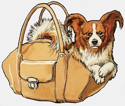 Hund i en håndtaske af English School