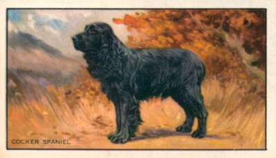 Hunde: Cocker Spaniel (farvelitografi) af English School