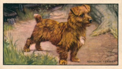 Hunde: Norwich Terrier (farvelitografi) af English School