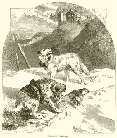St. Bernards hunde af English School