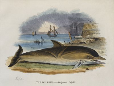 Delfin på kysten, 1823 (farvegravering) af English School