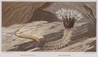 Stiplet siponkel, søagurk (farve litho) af English School