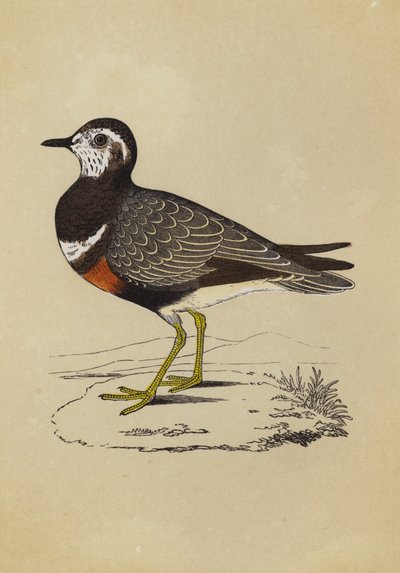 Dotterel (farve litho) af English School